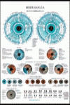 Iridiologia Poster-Jimenez Hernandez Miguel