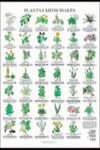 Plantas Medicinales Poster-Jimenez Hernandez Miguel