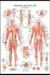 Sistema Muscular Poster-Jimenez Hernandez Miguel