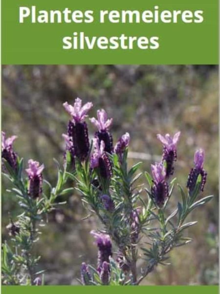 Plantes Remeieres Silvestres-Hernandez Cardona Angel Manuel